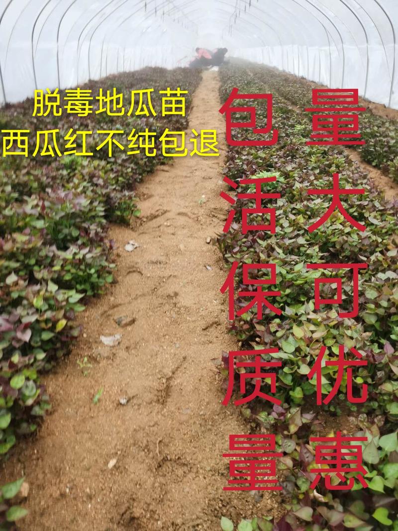 【基地直发】山东济薯苗25高淀红薯苗成活率高技术指导