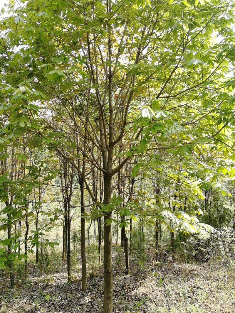 七叶树250~350cm350cm以上