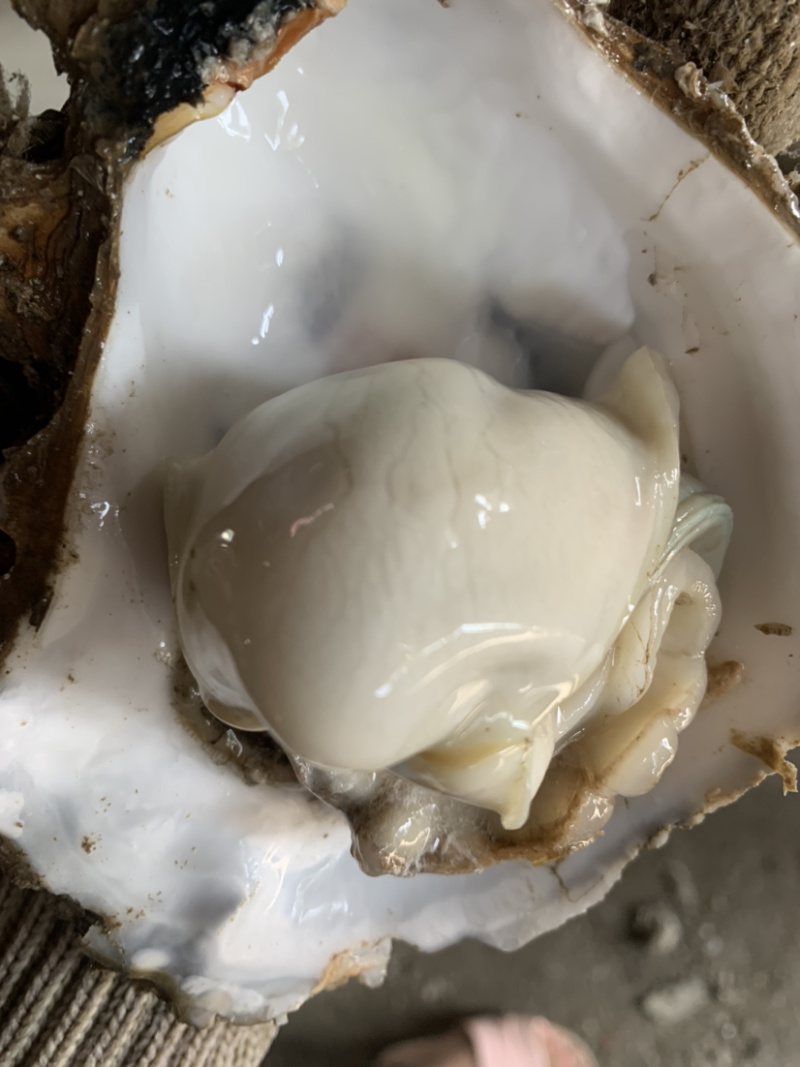 特大生蚝规格在2两至3.5斤左右一个都有