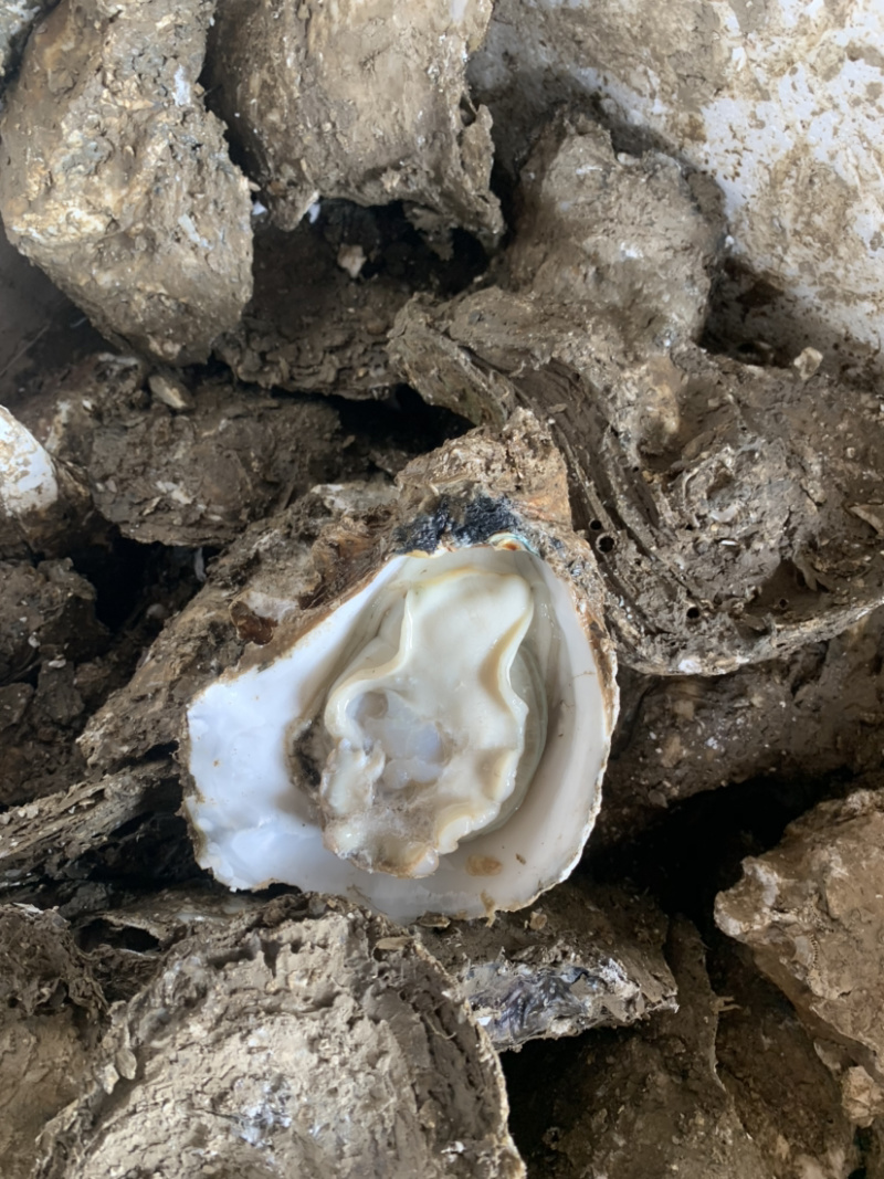特大生蚝规格在2两至3.5斤左右一个都有