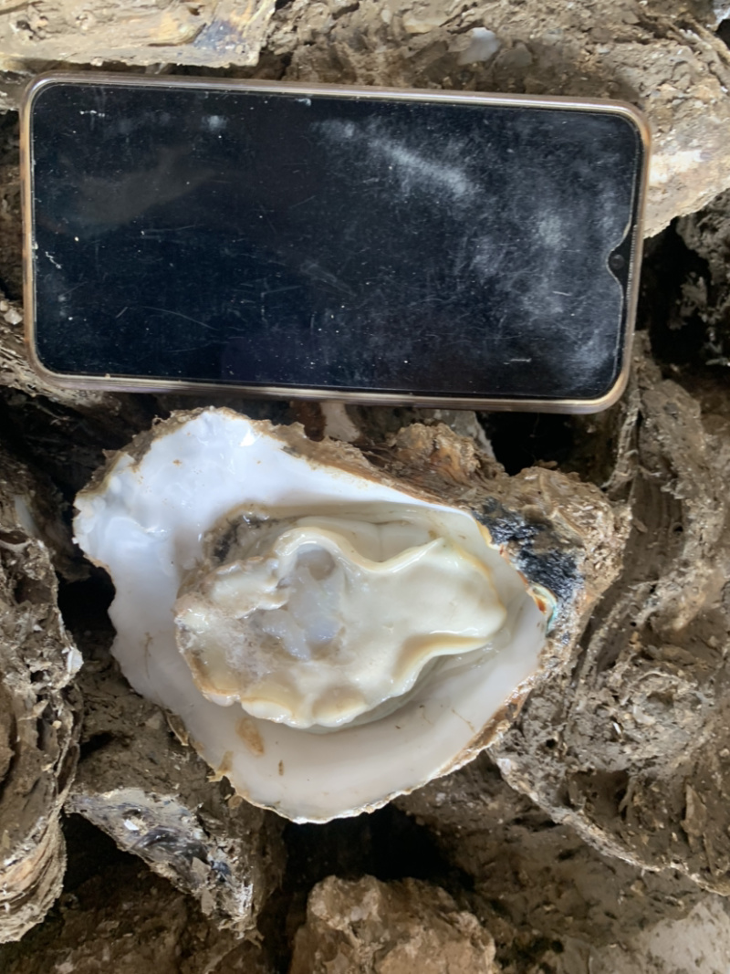 特大生蚝规格在2两至3.5斤左右一个都有