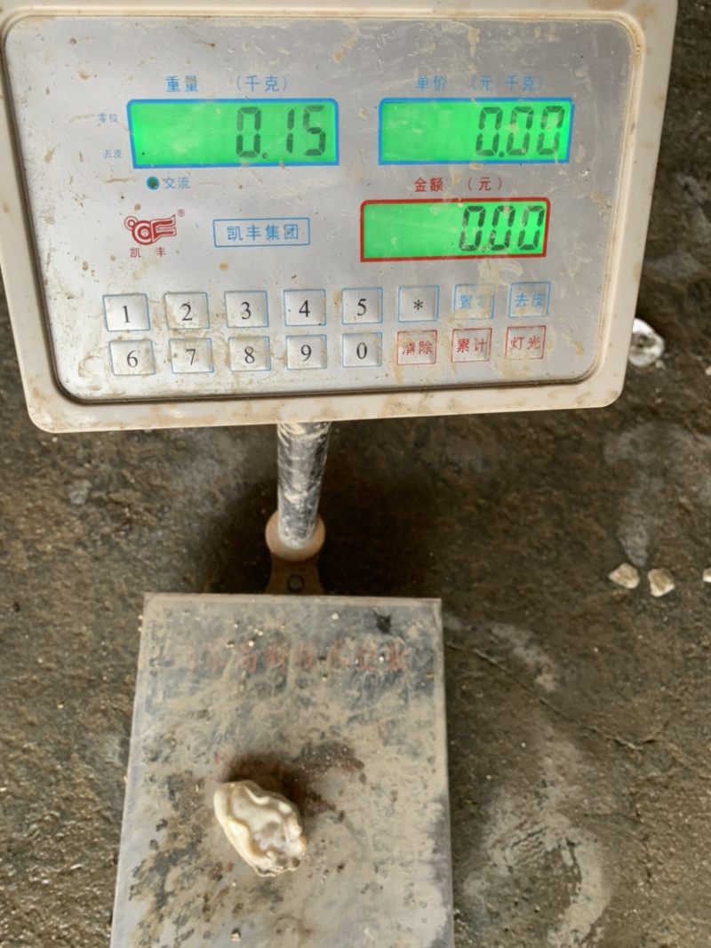 特大生蚝规格在2两至3.5斤左右一个都有
