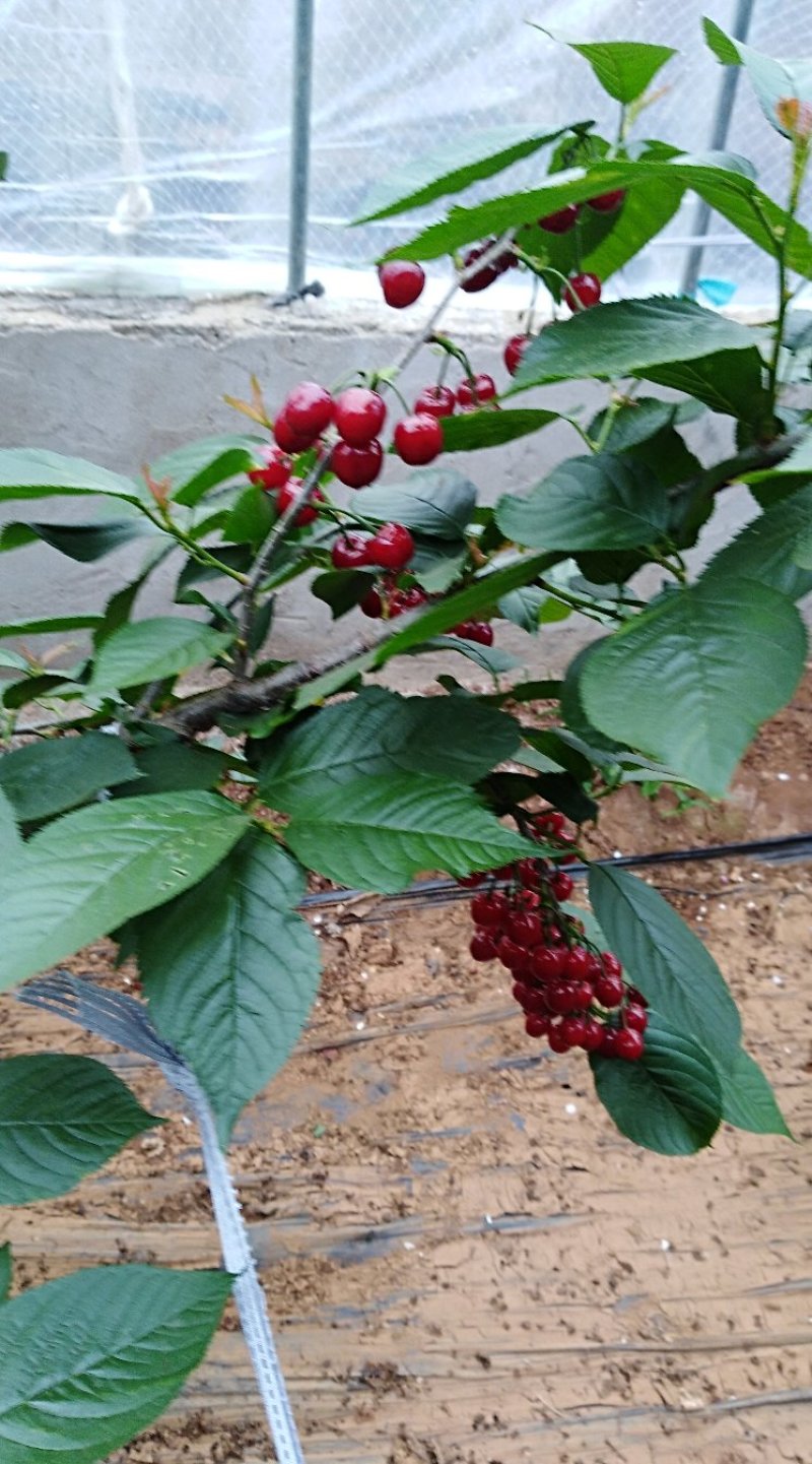 火樱桃