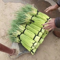 杞县优质红冒蒜苔大量上市中货源充足，全国发货