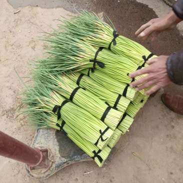 杞县优质红冒蒜苔大量上市中货源充足，全国发货