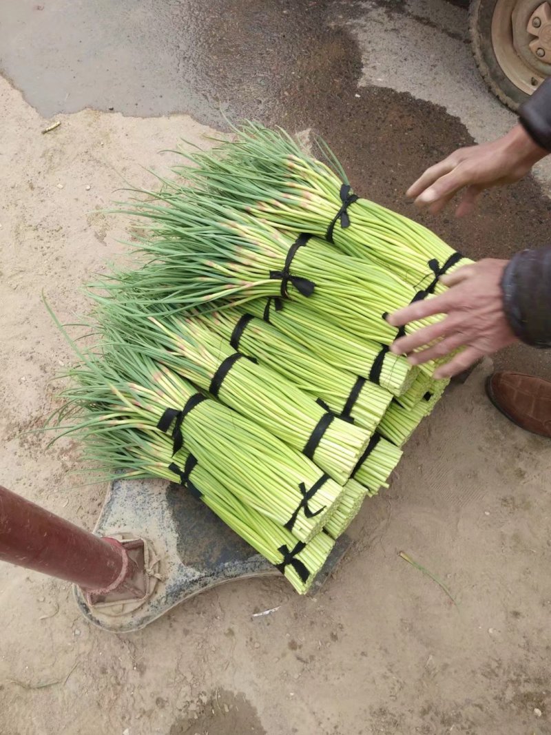 杞县优质红冒蒜苔大量上市中货源充足，全国发货