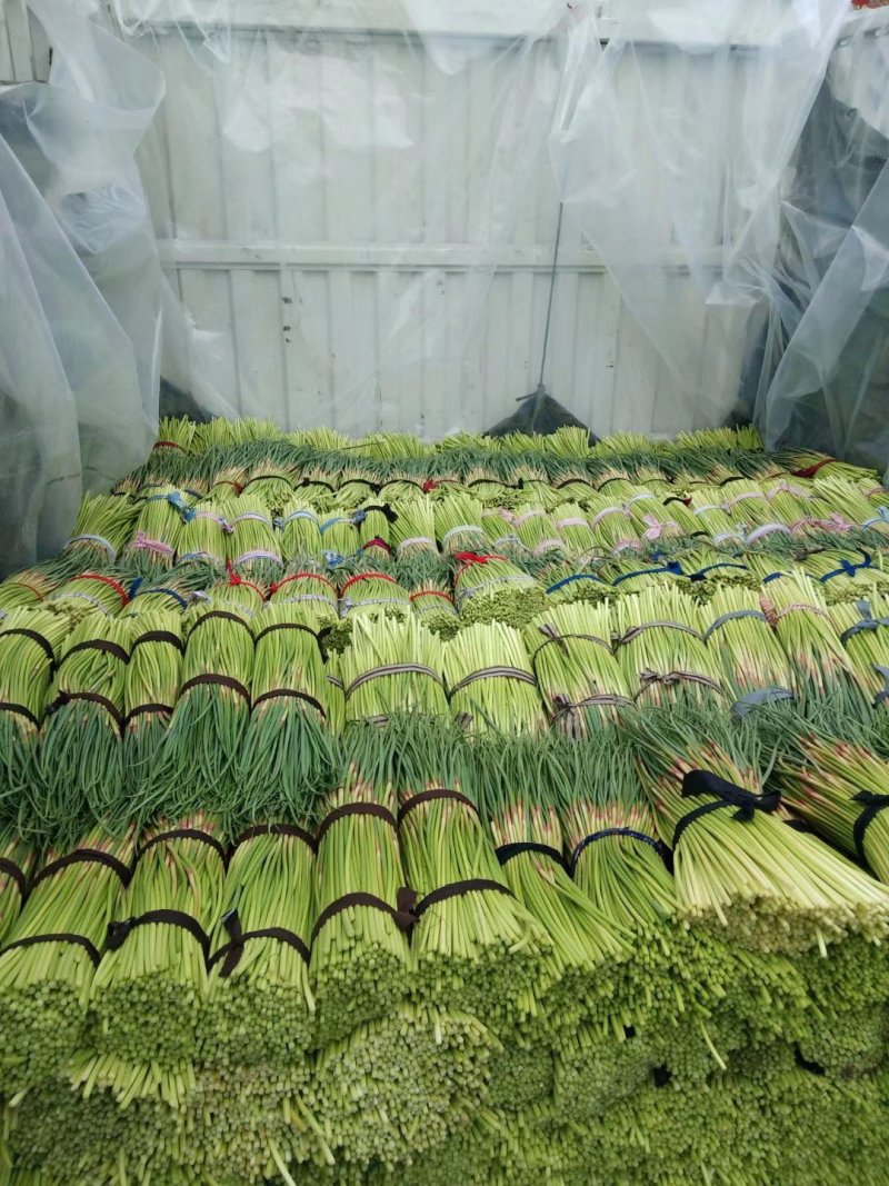 杞县优质红冒蒜苔大量上市中货源充足，全国发货