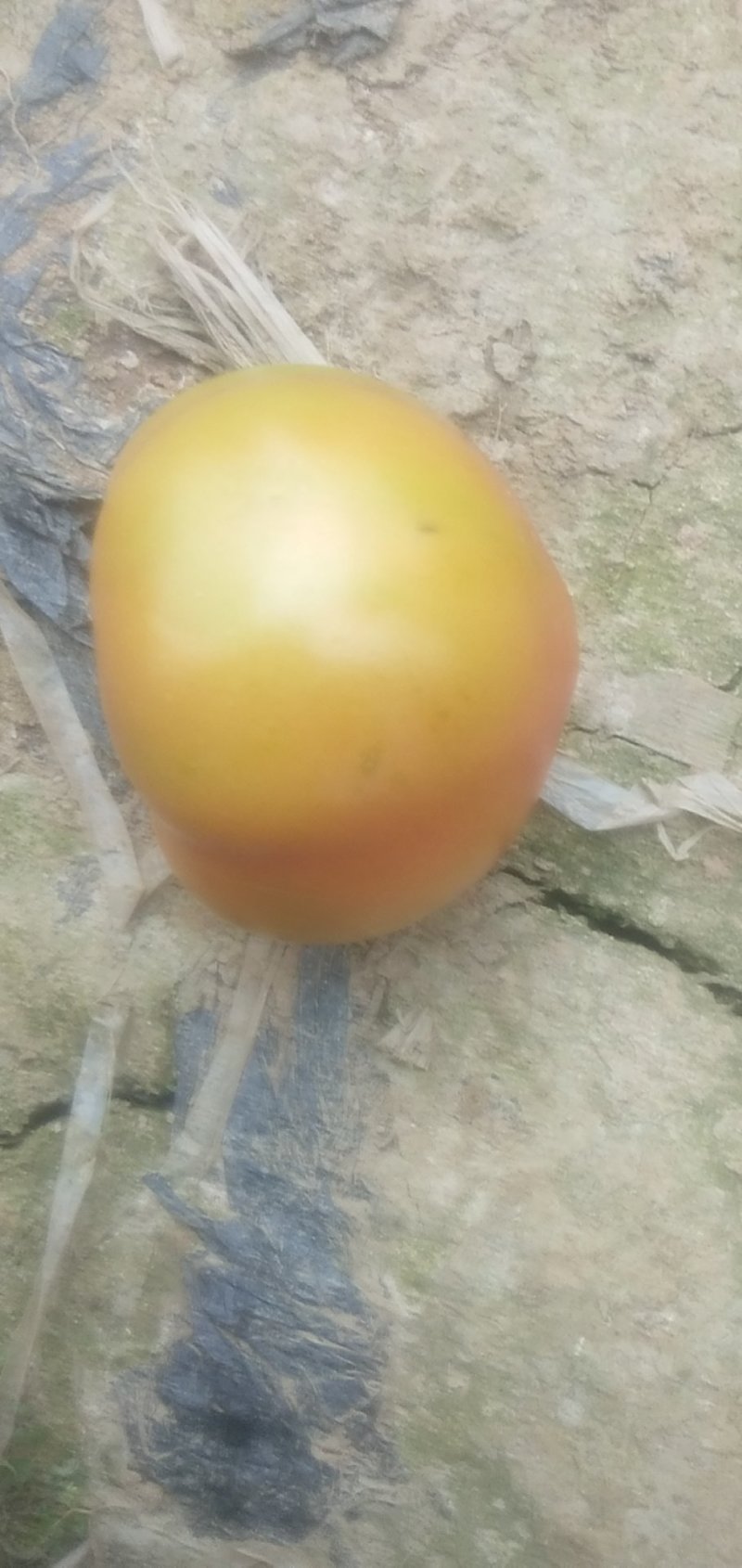 菜果西红柿大红番茄，土番茄，甜沙味，预计出货300万斤