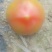 菜果西红柿大红番茄，土番茄，甜沙味，预计出货300万斤