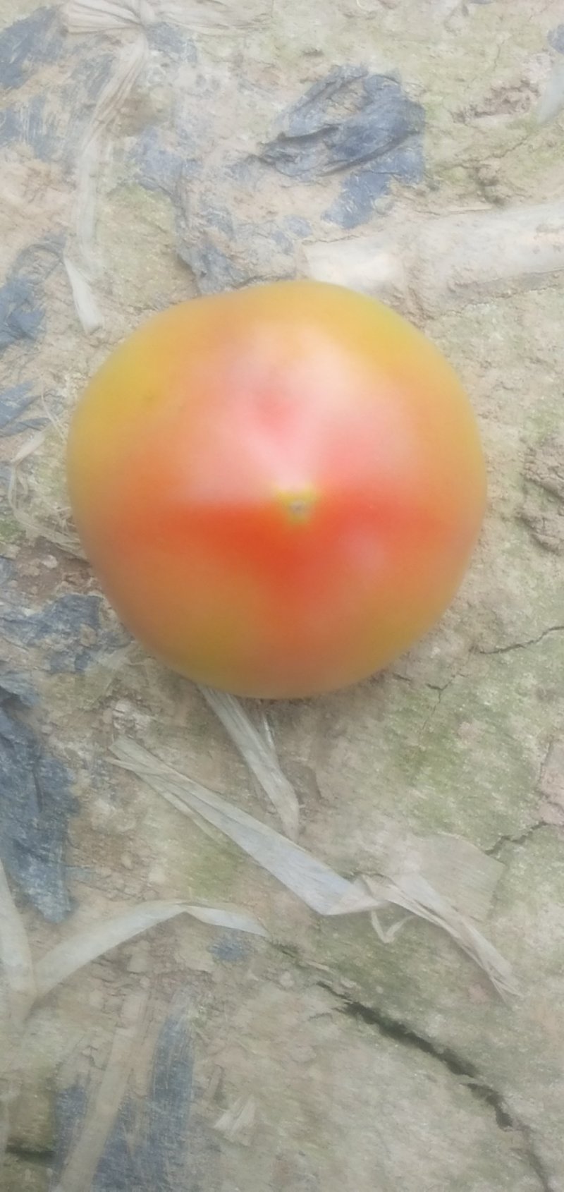菜果西红柿大红番茄，土番茄，甜沙味，预计出货300万斤