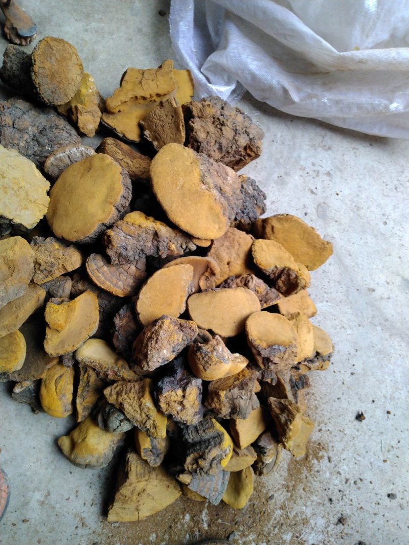 桑黄，深山采集正品好货，量不大，选货价高，均为统货价