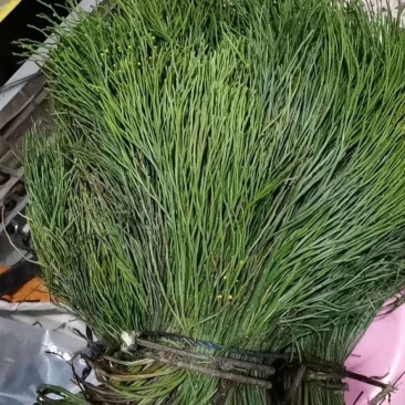 来自广西10万大山的马尾神经草。