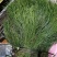 来自广西10万大山的马尾神经草。