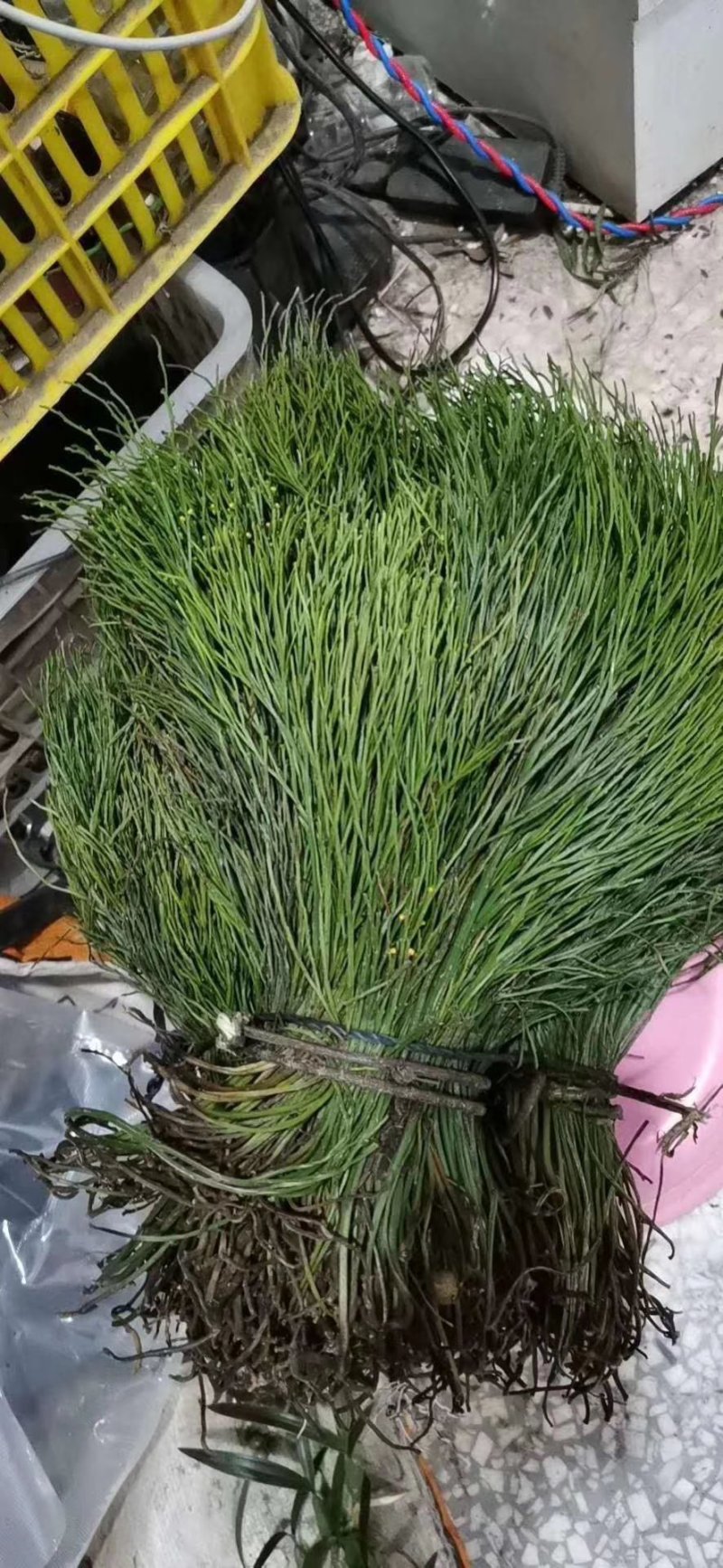 来自广西10万大山的马尾神经草。