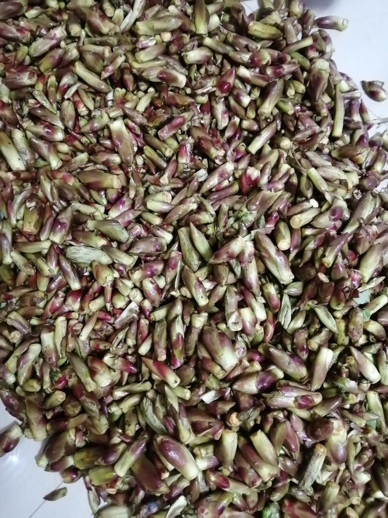 刺龙芽。刺龙包。乌龙头菜。