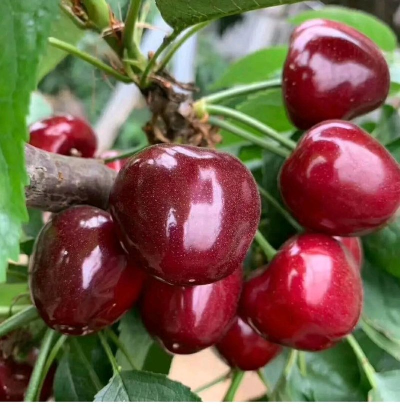 刺龙芽。刺龙包。乌龙头菜。