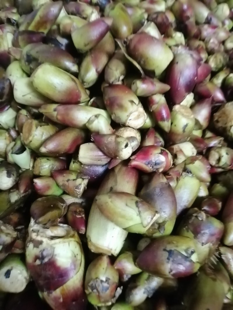 刺龙芽。刺龙包。乌龙头菜。