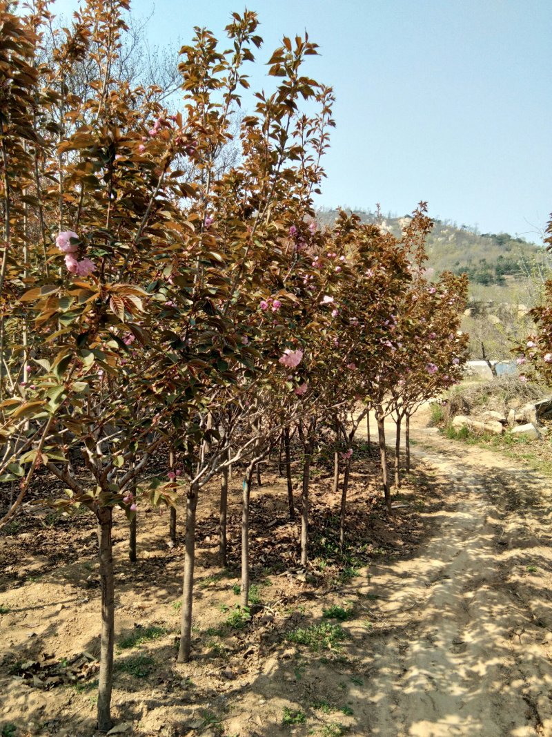 4到5公分樱花树