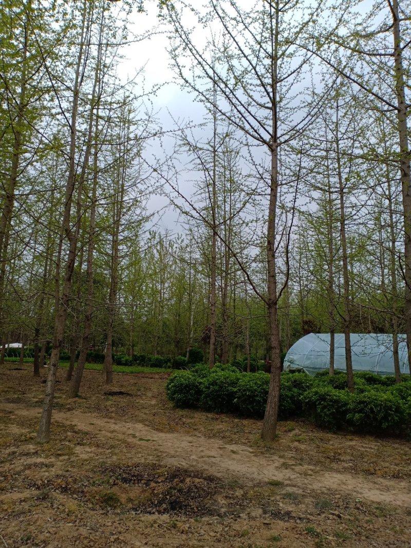 银杏树，白果树，一手货源，无中间商，农户一手货源