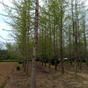 银杏树，白果树，一手货源，无中间商，农户一手货源