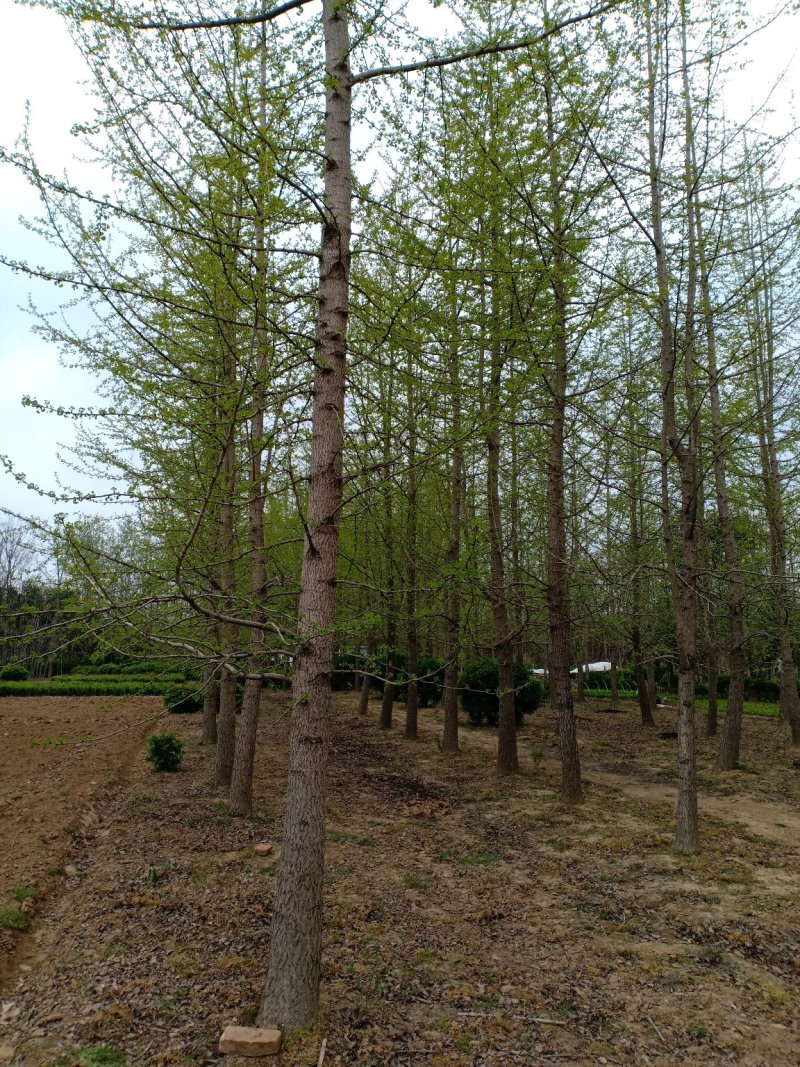 银杏树，白果树，一手货源，无中间商，农户一手货源