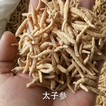 太子参孩儿参无硫***各种中药材批发