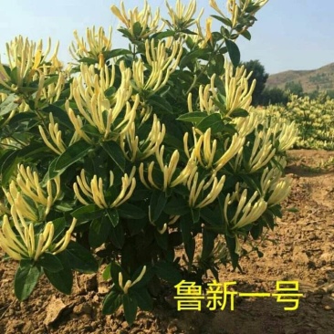 金银花苗盆栽地栽产量高适应性强包成活包邮