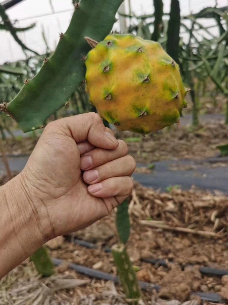 广西火龙果苗黄皮白心燕窝火龙果苗带杯发货