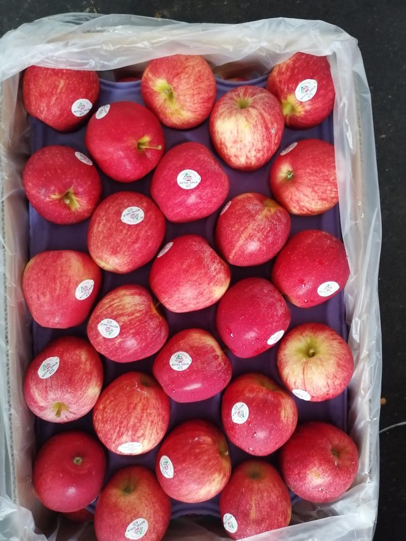 新西兰加力果脆甜苹果国外工厂直发电商水果连锁专卖