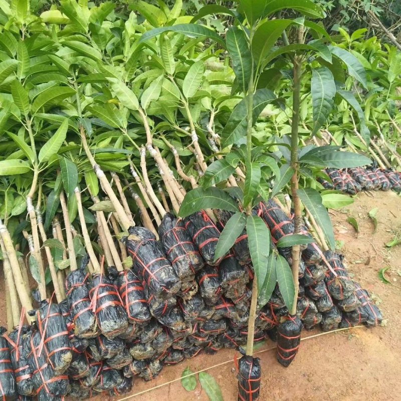 广西芒果苗澳芒树苗芒果树苗芒果苗高产澳芒