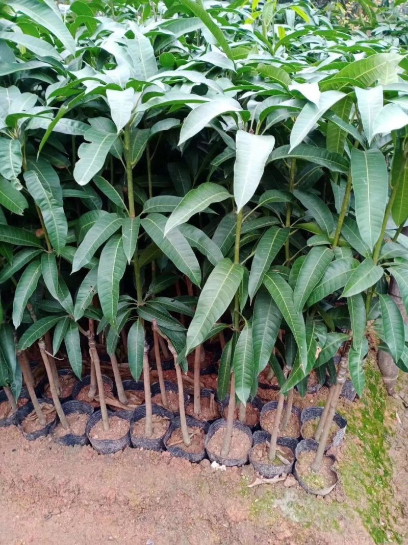 广西芒果苗澳芒树苗芒果树苗芒果苗高产澳芒