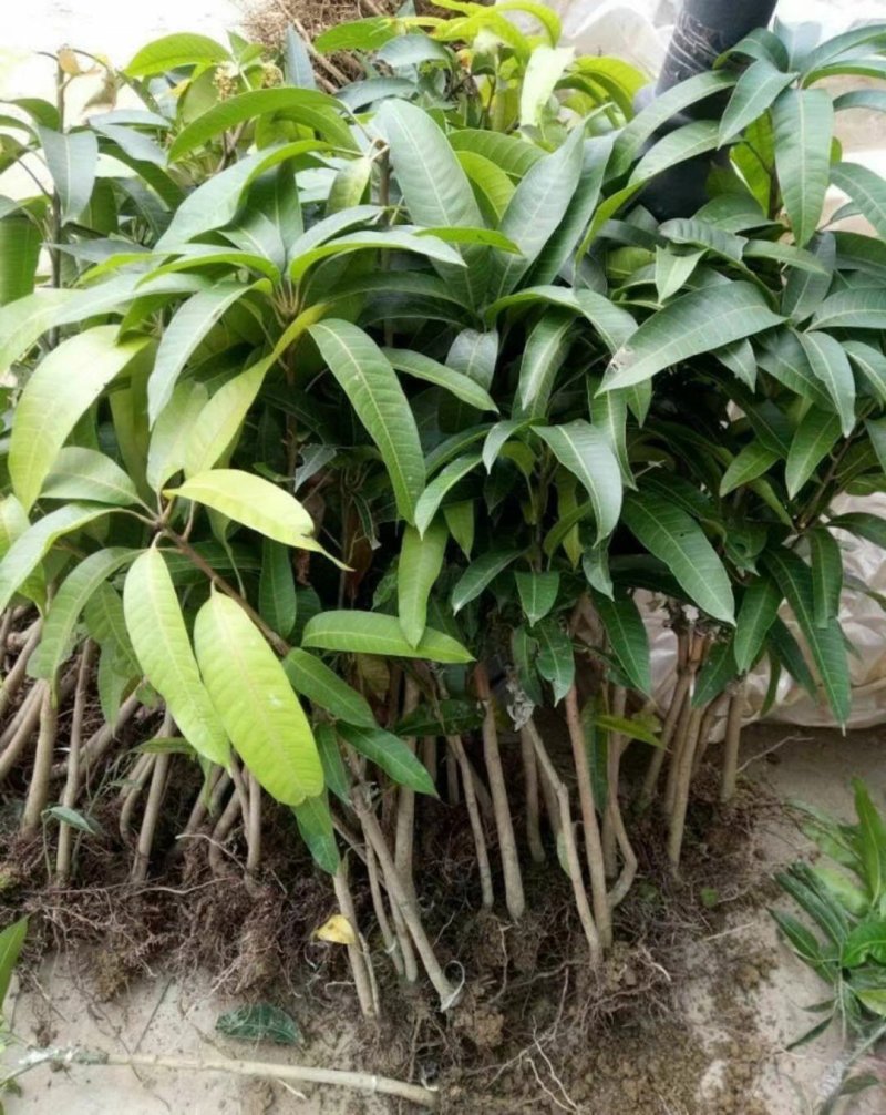 广西芒果苗澳芒树苗芒果树苗芒果苗高产澳芒