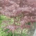 红枫