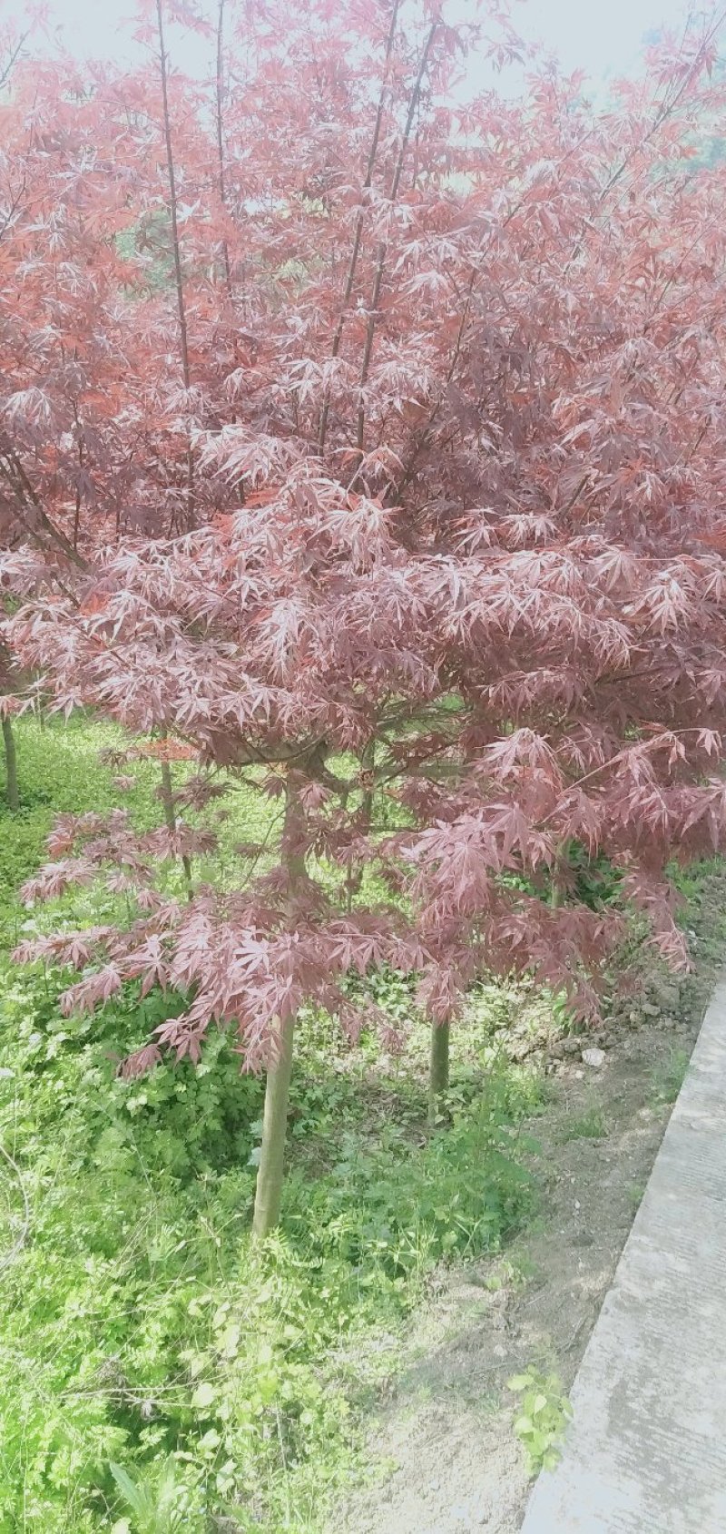 红枫
