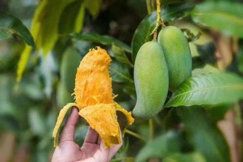 广西芒果苗芒果树桂七芒果树苗芒果苗桂七芒果苗