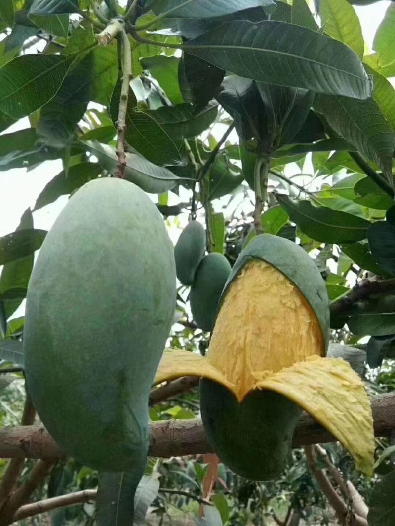 广西芒果苗芒果树桂七芒果树苗芒果苗桂七芒果苗