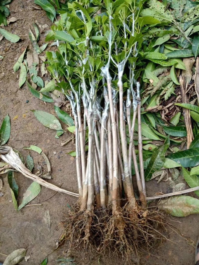 广西芒果苗芒果树桂七芒果树苗芒果苗桂七芒果苗