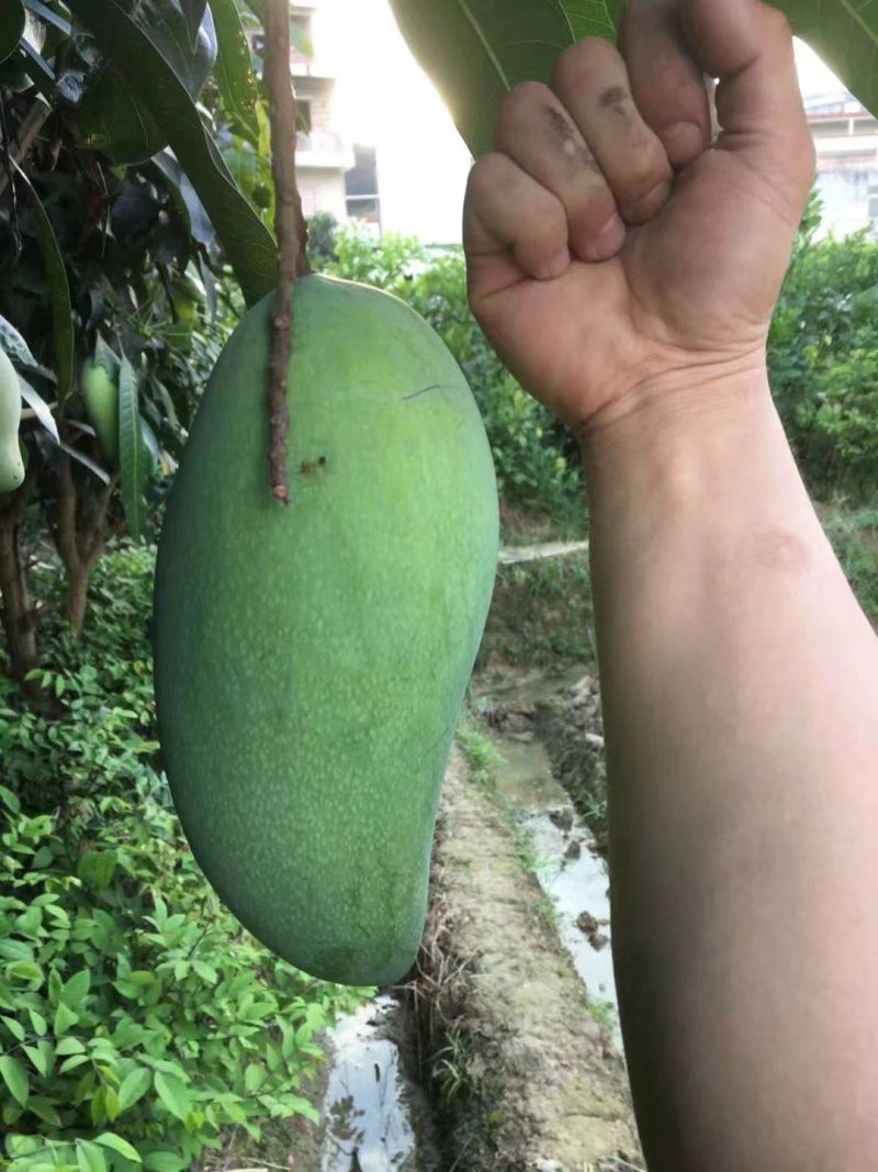 广西芒果苗芒果树桂七芒果树苗芒果苗桂七芒果苗