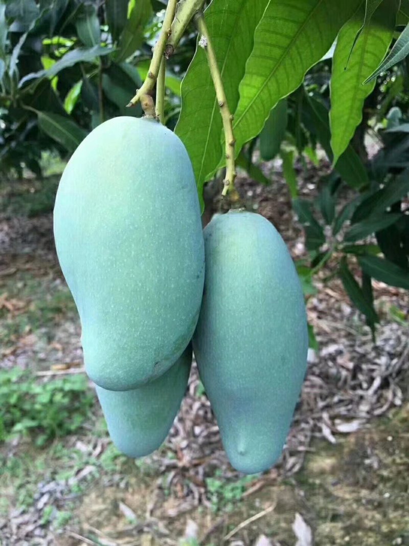 广西芒果苗芒果树桂七芒果树苗芒果苗桂七芒果苗