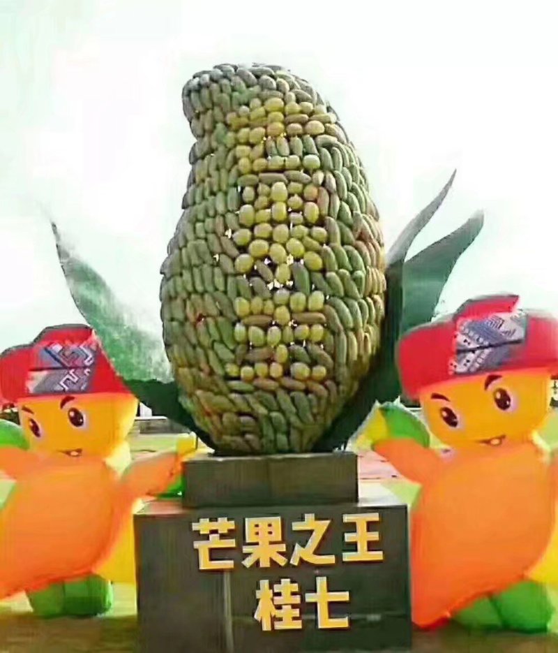 广西芒果苗芒果树桂七芒果树苗芒果苗桂七芒果苗