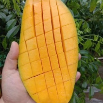 广西芒果苗芒果树桂七芒果树苗芒果苗桂七芒果苗