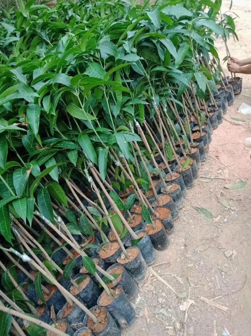 广西芒果苗芒果树桂七芒果树苗芒果苗桂七芒果苗