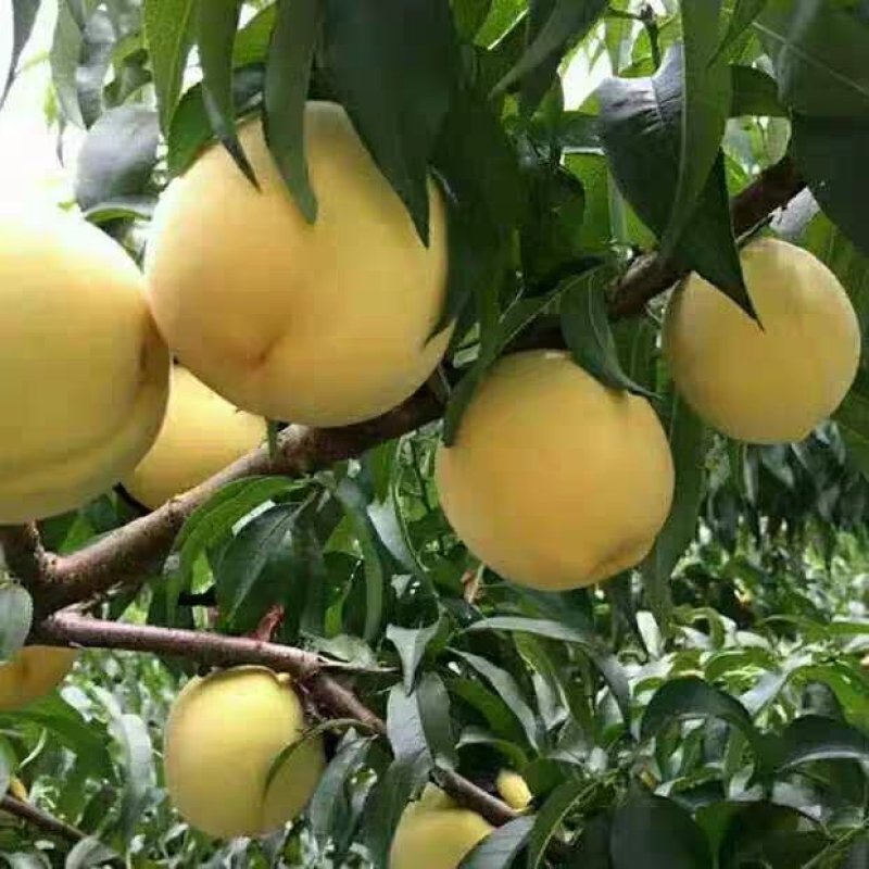 黄金冠150亩桃园整体转让
