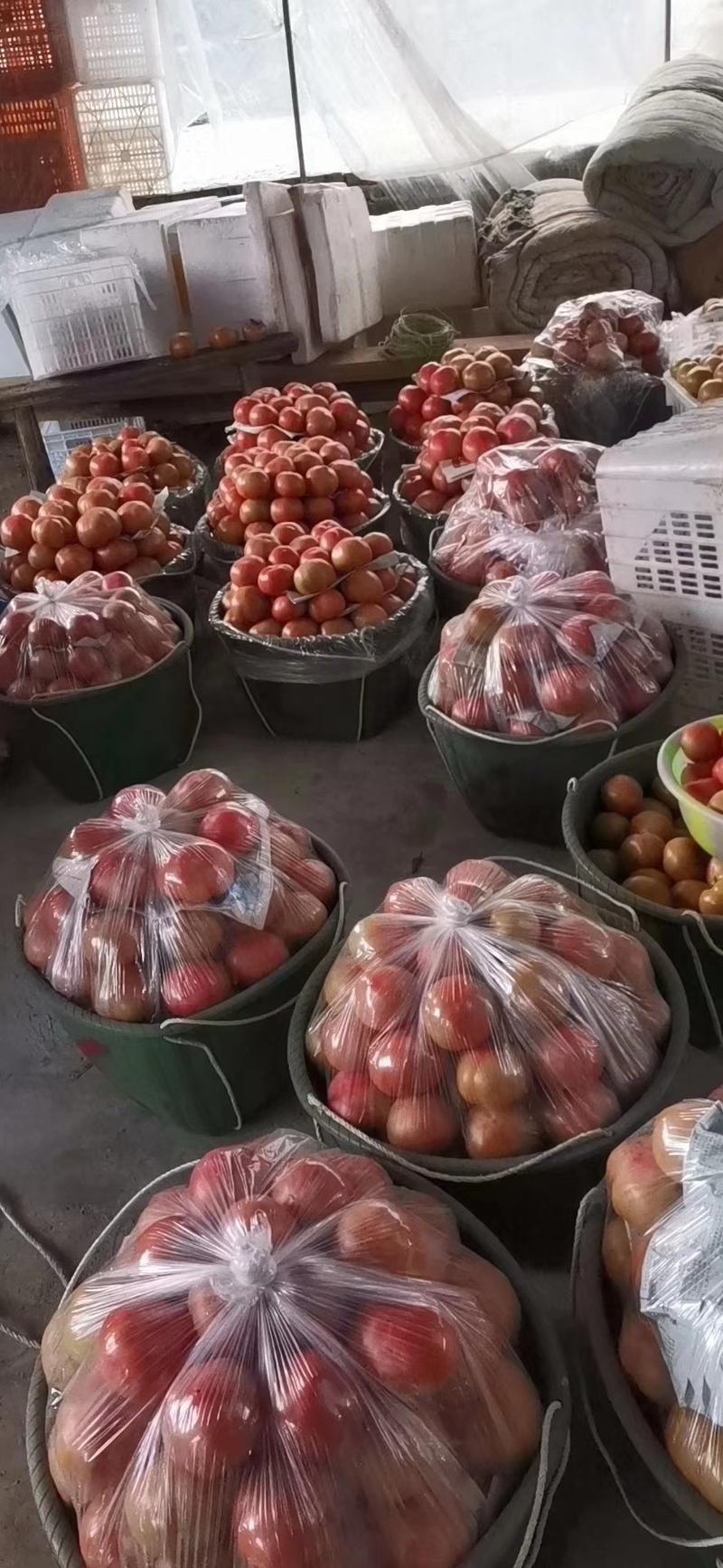 山东蔬菜西红柿，硬粉西红柿，产地直供，大量上市，整车发货