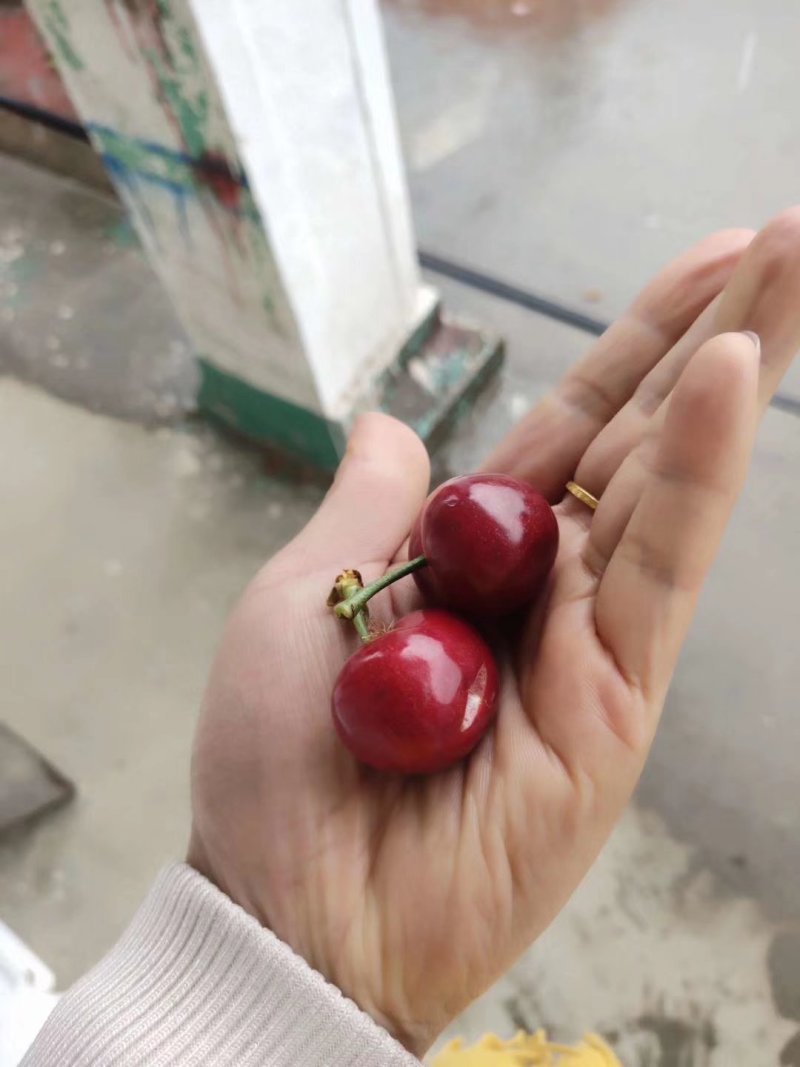 山东省泰安市露天大樱桃
