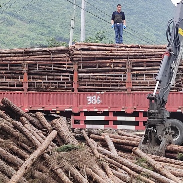 大量湿地松木桩，本地松木桩，批发欢迎新老客洽谈预定