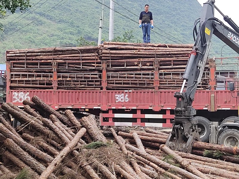大量湿地松木桩，本地松木桩，批发欢迎新老客洽谈预定
