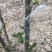 无刺花椒苗,无刺伏椒,当年挂果,签质保合同,产量高