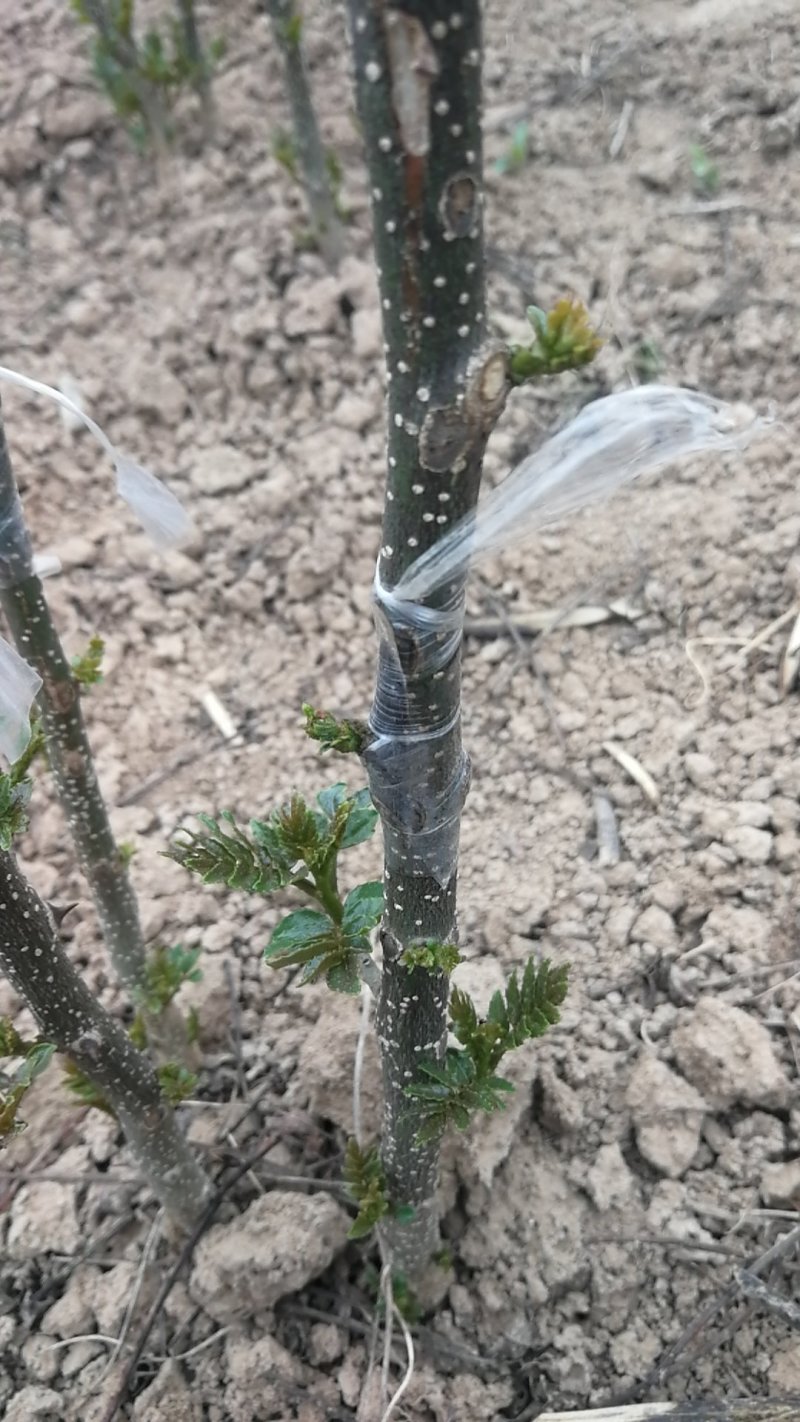 无刺花椒苗，无刺伏椒，当年挂果，签质保合同，产量高