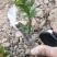 花椒苗,大红袍无刺花椒苗,南北种植,基地直销,量大质量好